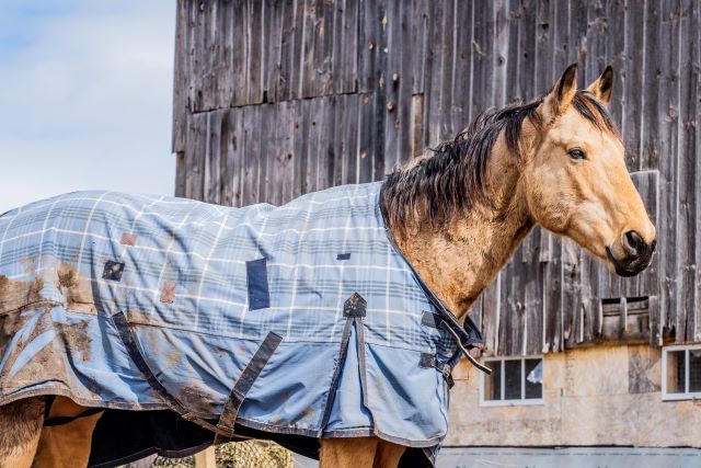 Horse with dirty blanket
